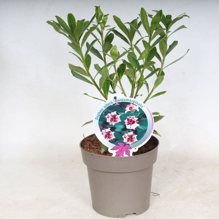Daphne odora Aureomarginata  2 Ltr pot