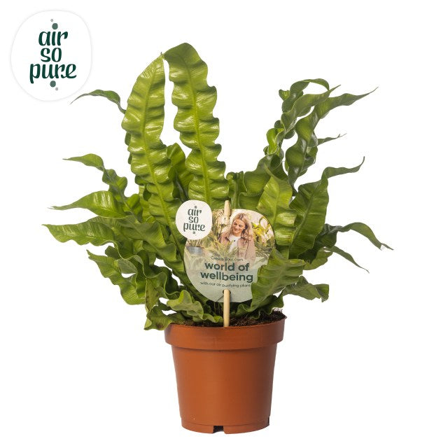 Birds Nest Fern Asplenium Nidus Crispy Wave (12cm Pot)