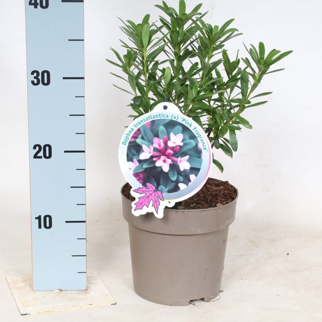 Daphne-trans.-Pink-Fragrance-Potted