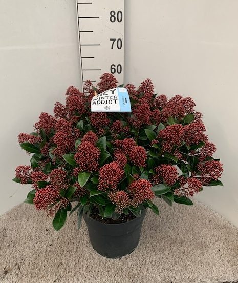 Skimmia jap. Rubella  10 Ltr pot