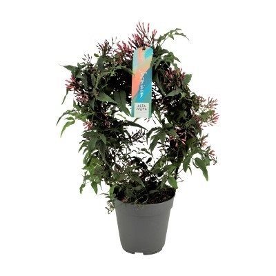 Jasminum Passion Dark Pink - Climbers - Windyridge Garden Centre