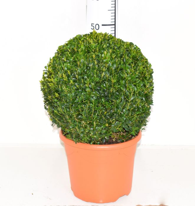Buxus-semp-Ball-Potted- 2