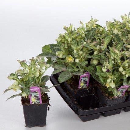 Helleborus liv. Purple Ear  P9