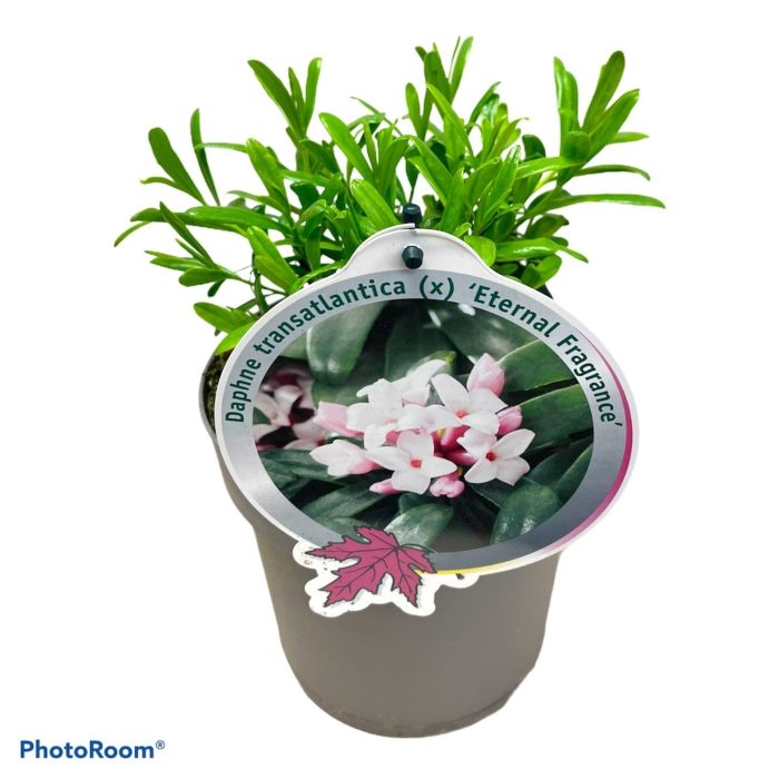 Daphne trans. Eternal Fragrance