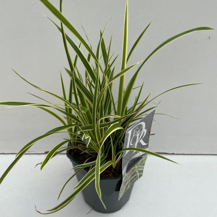 Carex Vanilla Ice