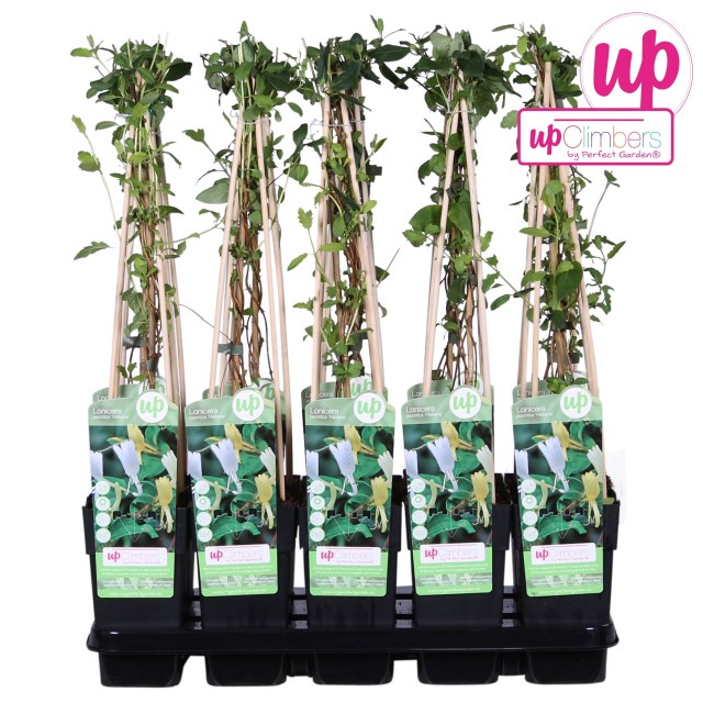Lonicera japonica Halliana  2 Ltr