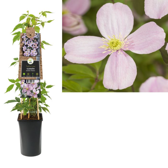 Clematis-montana-rubens-Potted-1