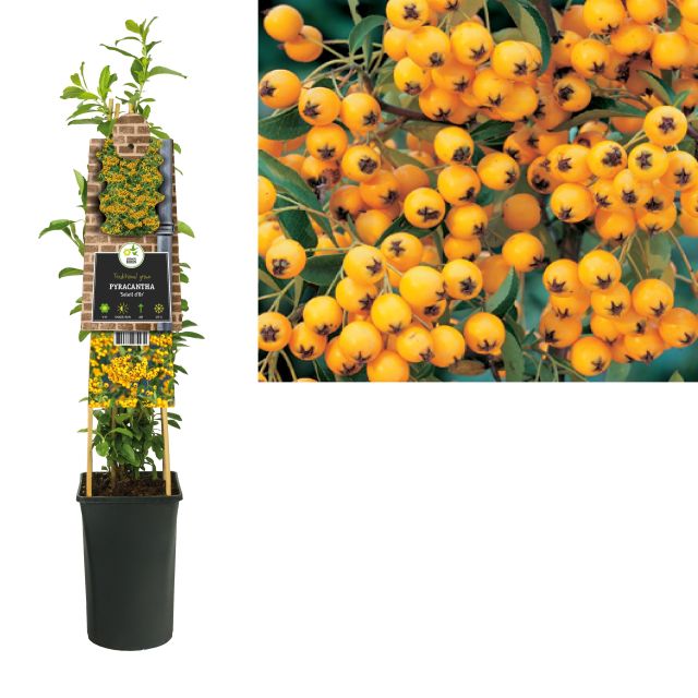 Pyracantha Soleil Dor - Climbers - Windyridge Garden Centre