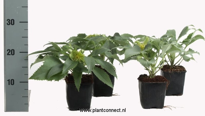 Helleborus  Silver Lace