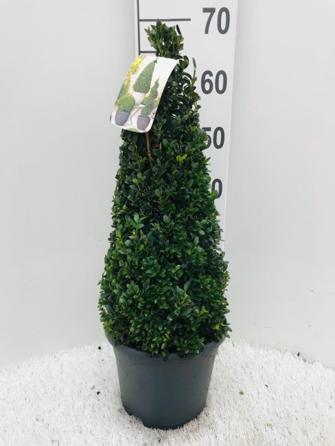 Buxus-semp-Pyramid-Potted-2