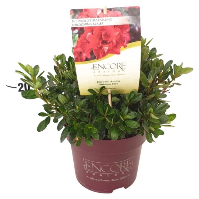 Rhododendron Encore Autumn Fire - Shrubs - Windyridge Garden Centre