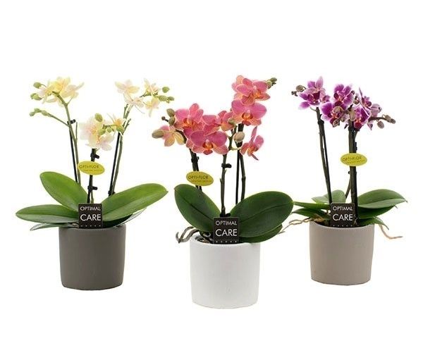 Phalaenopsis miniflora mix  P7, 3 stem, ceramic pot