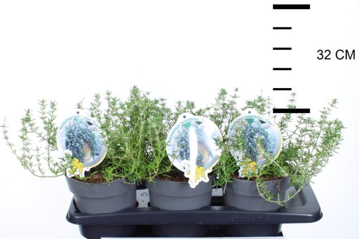 Rosmarinus-officinalis-Caprii-Potted-1