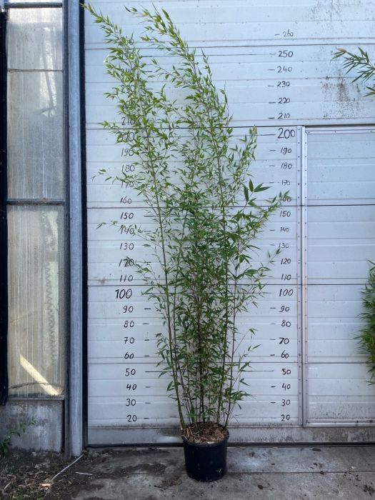 Phyllostachys Nigra Henonis Clt 30 H 200 - 250 Cm - Hedging - Windyridge Garden Centre
