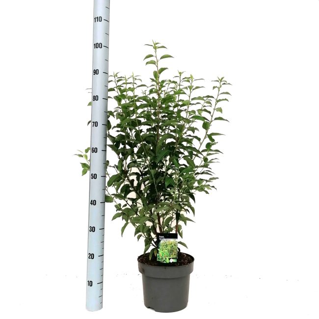 Prunus L. Angustifolia - Hedging - Windyridge Garden Centre