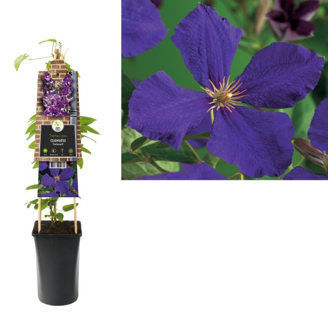 Clematis-Jackmanii-Flower-2