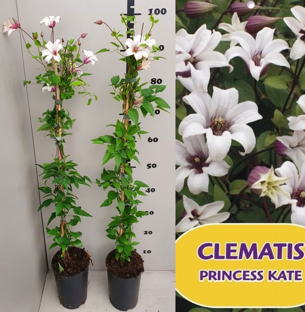Clematis-Princess-Kate-Potted