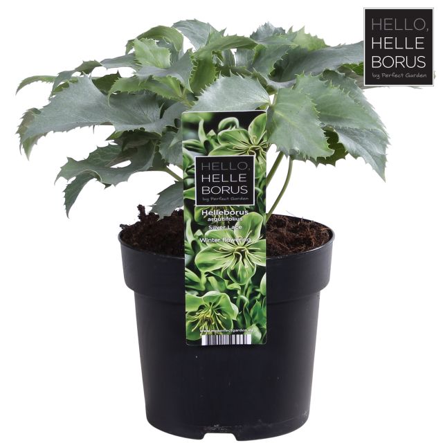 Helleborus  Silver Lace
