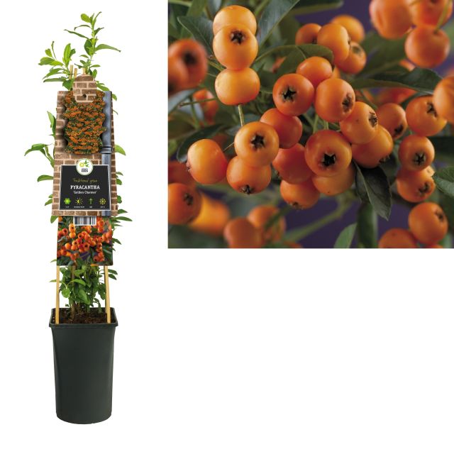 PYRACANTHA-GOLDEN-CHARMER-potted
