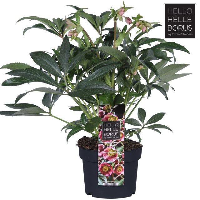 Helleborus Dacaya  3 Ltr pot