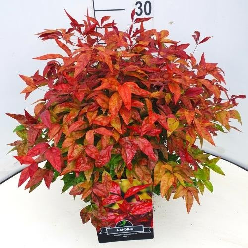 Nandina dom. Blush Pink  10 Ltr pot