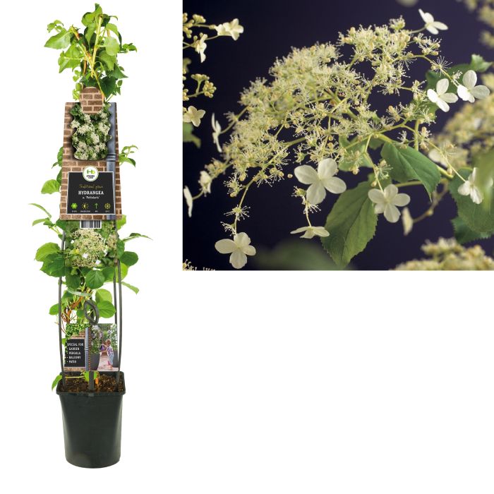 HYDRANGEA PETIOLARIS
