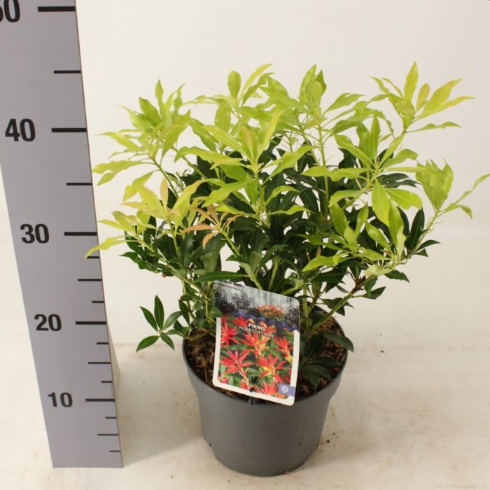 Pieris Forest Flame - Shrubs - Windyridge Garden Centre