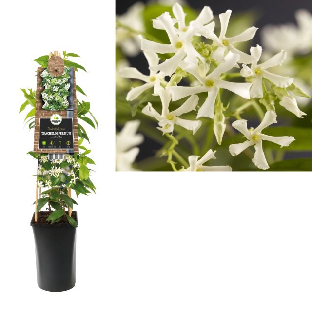 Trachelospermum Jasminoides - Climbers - Windyridge Garden Centre