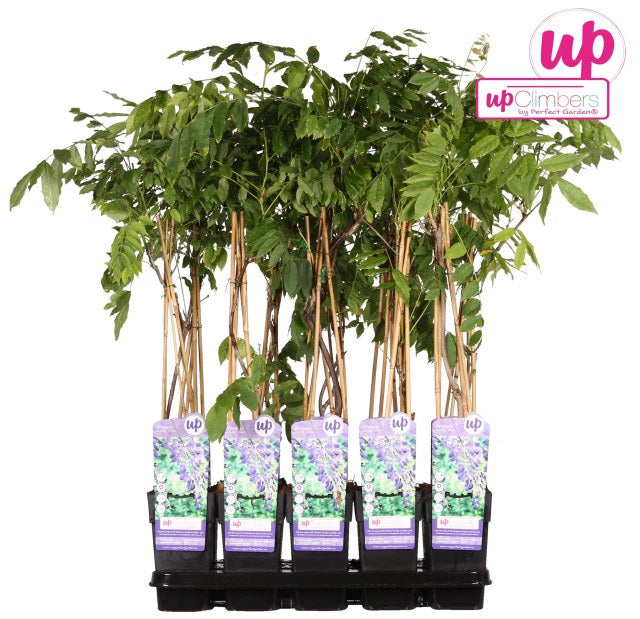 Wisteria Sinensis Prolific  2 Ltr, 4 Canes - Climbers - Windyridge Garden Centre