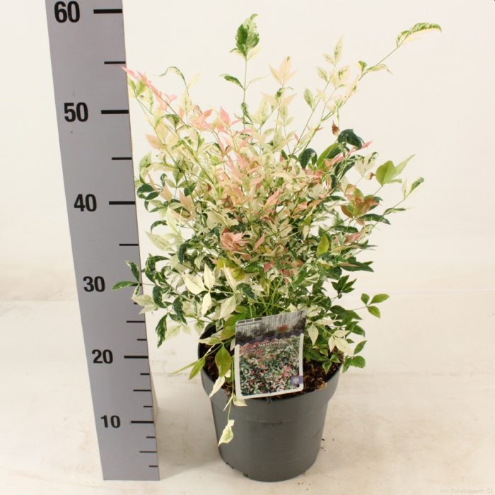 Nandina dom. Twilight  3 Ltr pot