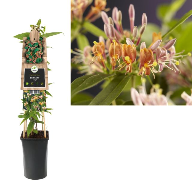 Lonicera Henryi  2 Ltr - Climbers - Windyridge Garden Centre
