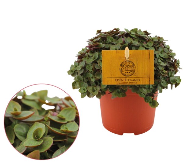 Turtle Vine Callisia Turtle (10.5Cm Pot) - Indoor Plants - Windyridge Garden Centre