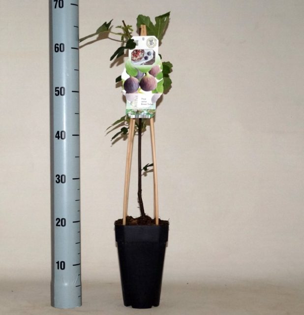 Ficus carica Brown Turkey