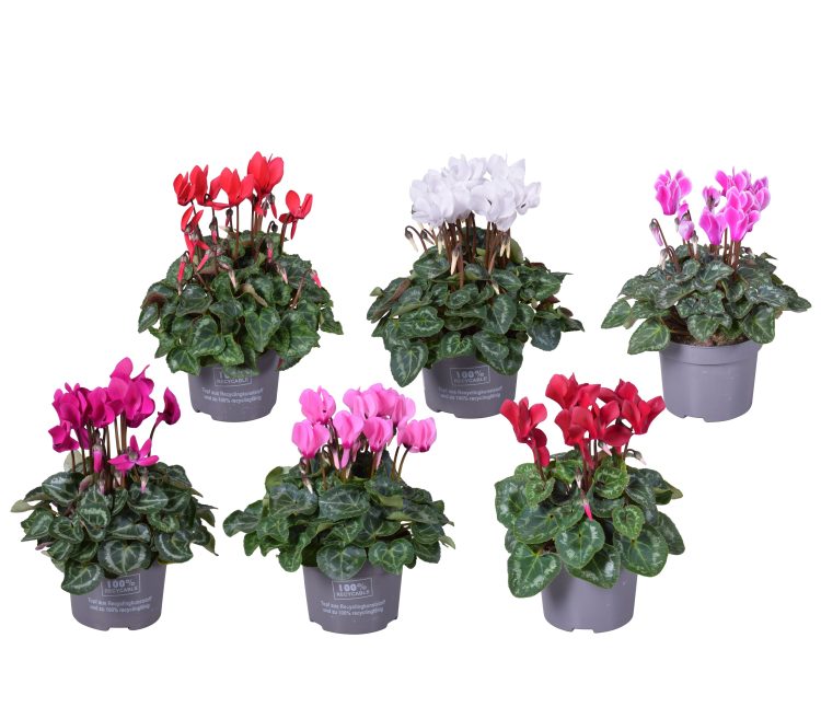 Cyclamen 13Cm - Bedding - Windyridge Garden Centre
