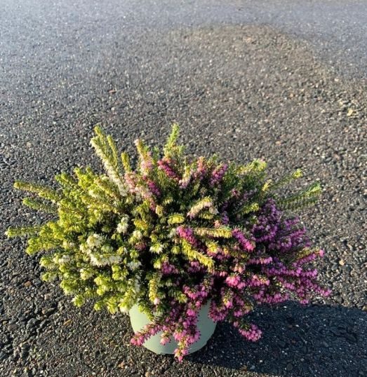 Erica darl. Trio  P17