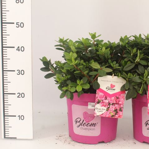 Rhod.(Aj) Bloomchampion Pink  3 Ltr Pot - Shrubs - Windyridge Garden Centre