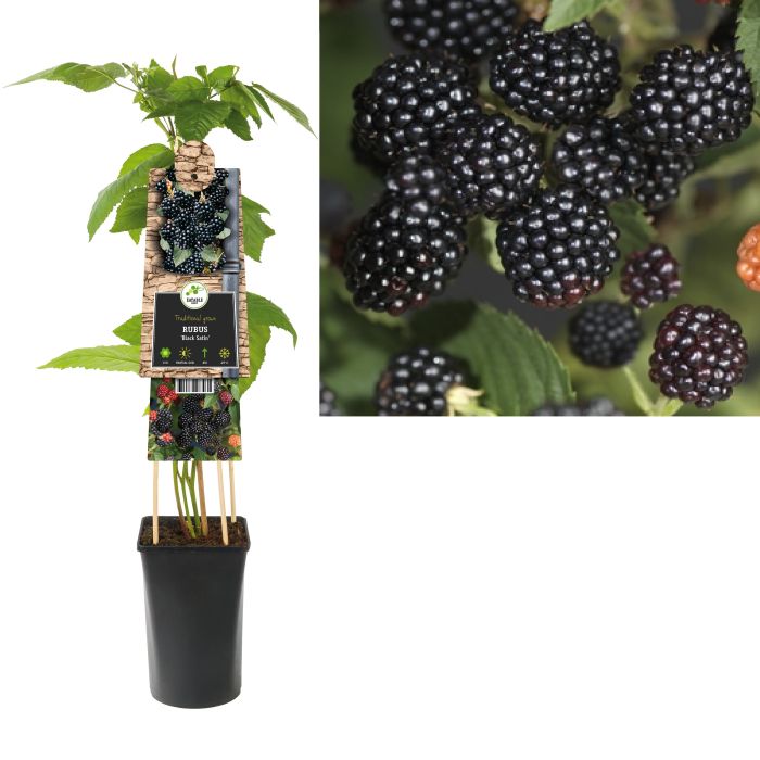 Rubus frut. Black Satin