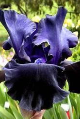 IRIS BLACK DRAGON X 1