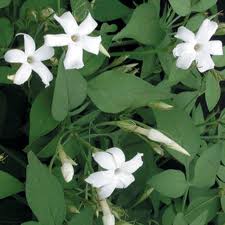 JASMINUM OFFICINALIS - Climbers - Windyridge Garden Centre