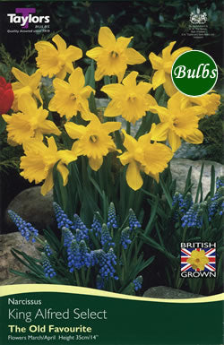 NARCISSUS KING ALFRED SELECT 7