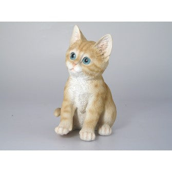 Kitten MIX COLOUR