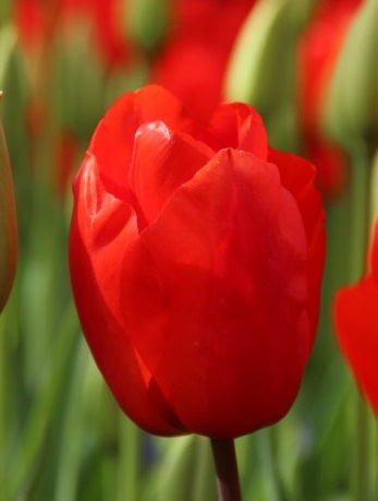 10 TULIP LALIBELA   LOOSE