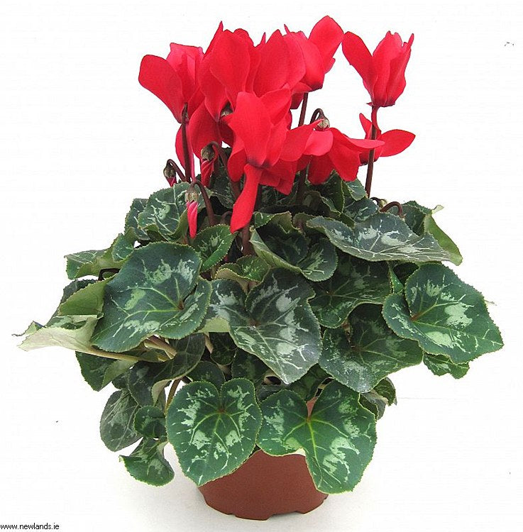 Large Cyclamen - Bedding - Windyridge Garden Centre