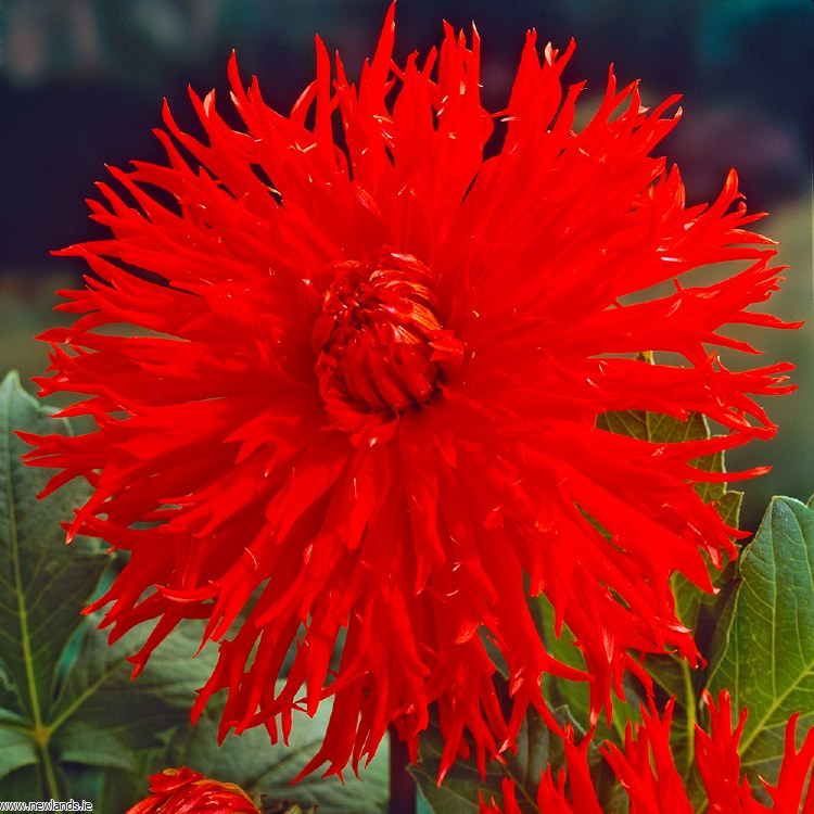 DAHLIA APACHE I
