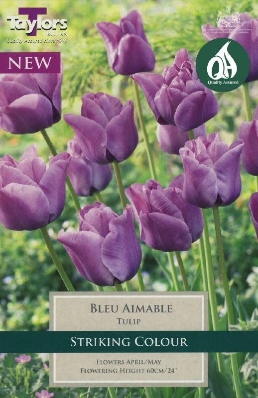 TULIP BLEU AIMABLE