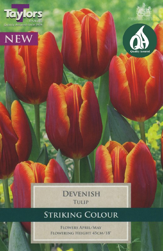 TULIP DEVENISH