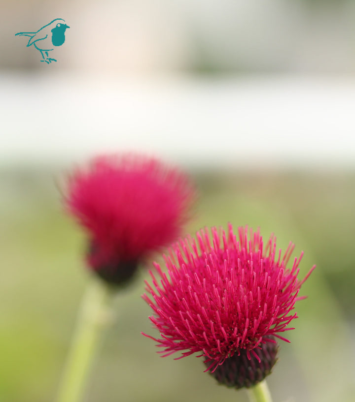 Cirsium riv. Atropurpureum