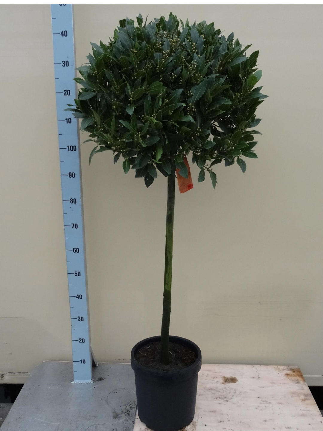 Bay Standard 4/4 Stem Crown 45/50cm Dia. Pot 25