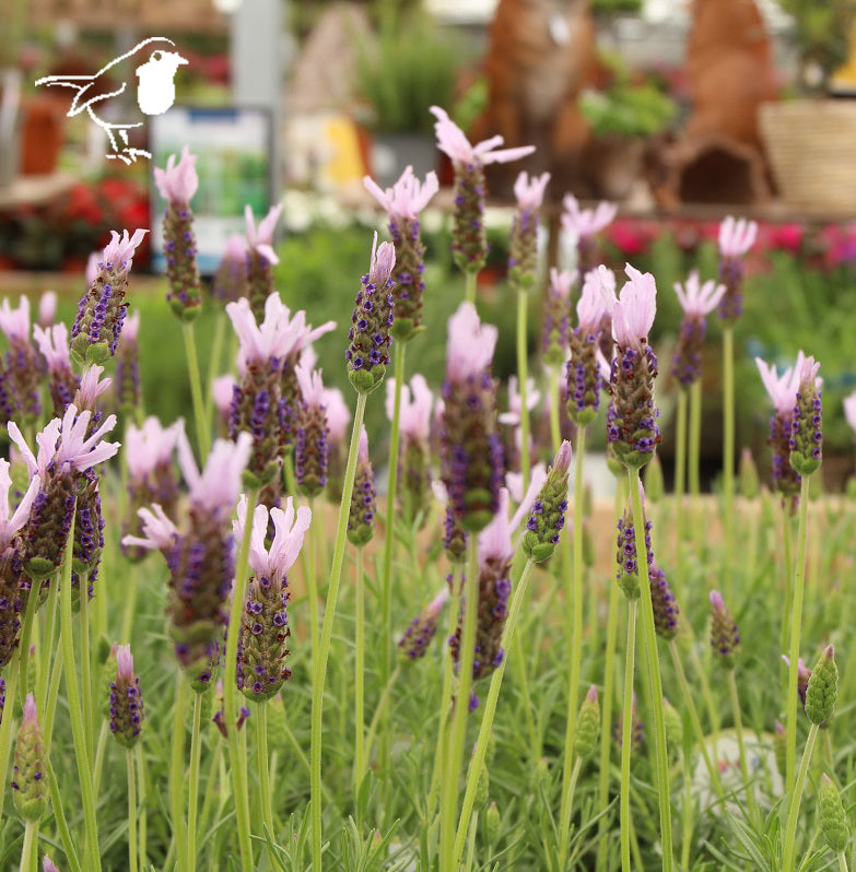Lavandula S. Lusi Pink - Grow Your Own - Windyridge Garden Centre