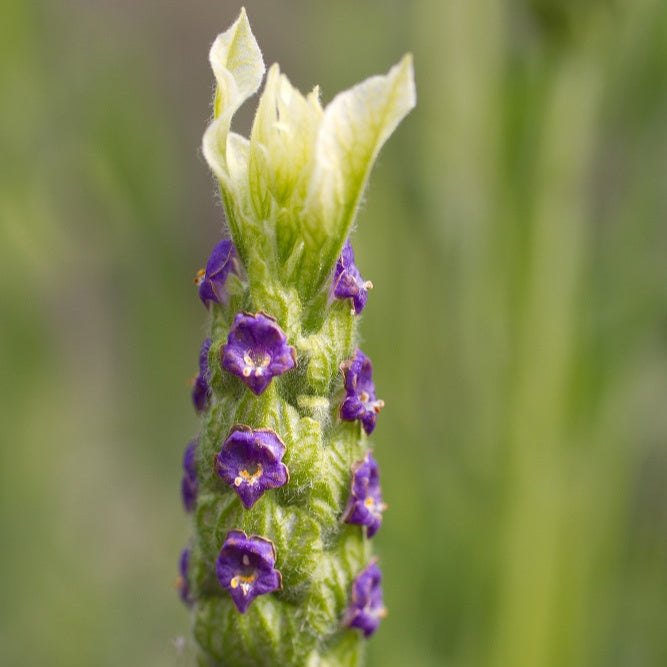 LAVANDULA stoechas Tiara